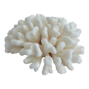 Natural White Cluster Coral Specimen Coastal Decor
