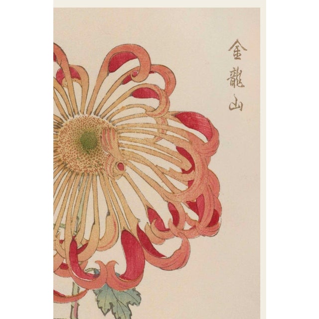 Japanese Red Chrysanthemum by Hasegawa, Vintage Japanese Botanical Art Print, 8" X 12" For Sale - Image 3 of 8