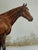 English Late 20th C. Signed "Thoroughbred" Horse Hand-Painted Serigraph by Carson For Sale - Image 3 of 11