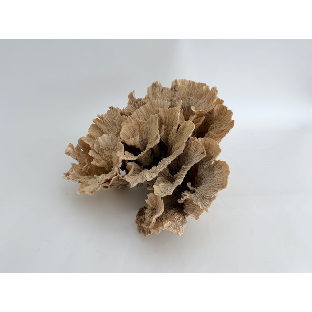 Chinoiserie Exceptional Natural Unbleached Poca Coral Specimen For Sale - Image 3 of 8
