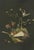 Audsleys the Ornamental Arts of Japan, 1884, Lithograph For Sale - Image 3 of 4