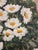 Vintage Floral Oil Painting in Black Wooden Frame – Textured Daisy Artwork, Still Life Wall Art, 20.5x24”, Cottagecore Home Decor For Sale - Image 9 of 11