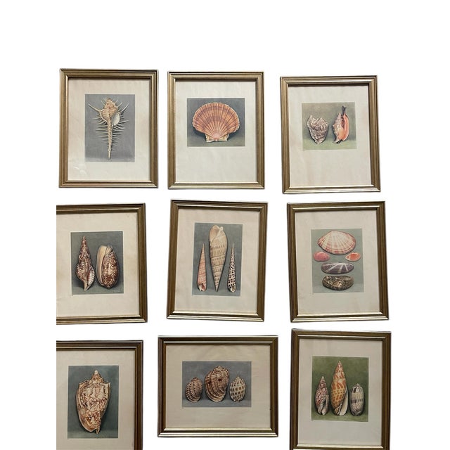 French French Shell Art Lithographs- By Paul A. Robert - Set of 12 Circa 1936 For Sale - Image 3 of 12