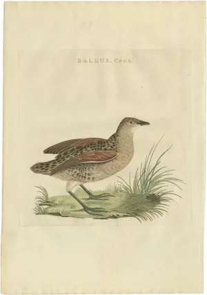 Sepp & Nozeman, Bird Illustration of the Corn Crake, 1797, Print