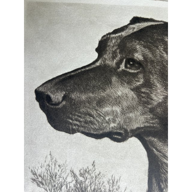 Mid 20th Century Black Labrador Etching Print For Sale - Image 4 of 6