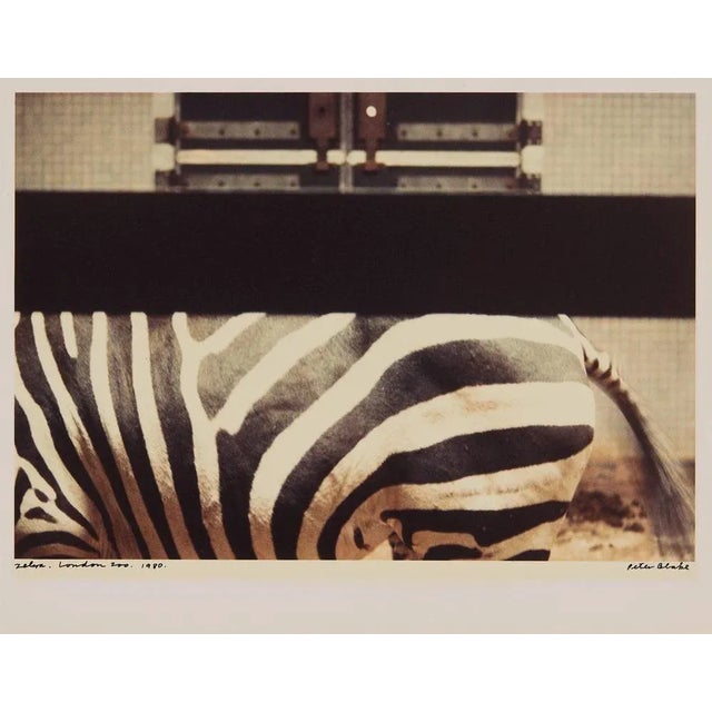 Peter Blake, Zebra, London Zoo, 1980, Chromogenic Photographic Print For Sale - Image 4 of 4