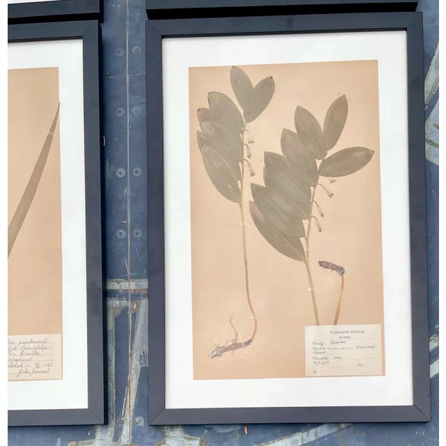 Paper 4 Authentic Antique Pressed Wildflowers Botanicals 1900s Beautifully Composed Swedish Herbarium Specimens Professionally Framed For Sale - Image 7 of 8