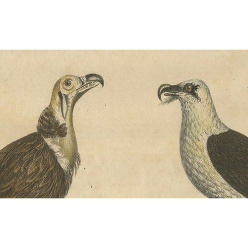 Karl Joseph Brodtmann, Vultures & Birds of Prey, 1816, Lithograph For Sale - Image 6 of 9