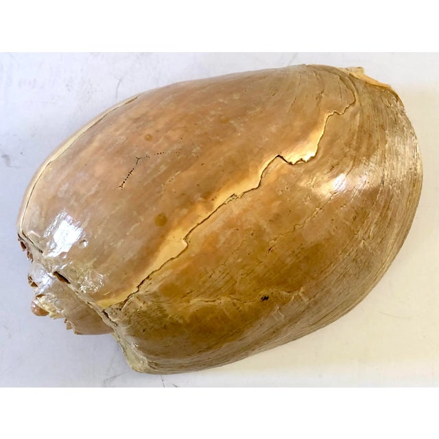 Art Nouveau Large Shell With Interior View For Sale - Image 3 of 3