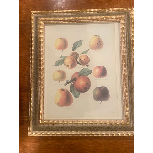 Art Deco 1990s Chelsea House Set of 4 Pear Prints For Sale - Image 3 of 9
