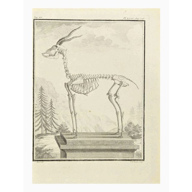 The skeleton is an etching realized by P.F. Tardieu in 1771. It Belongs to the suite "Natural, general and particular...