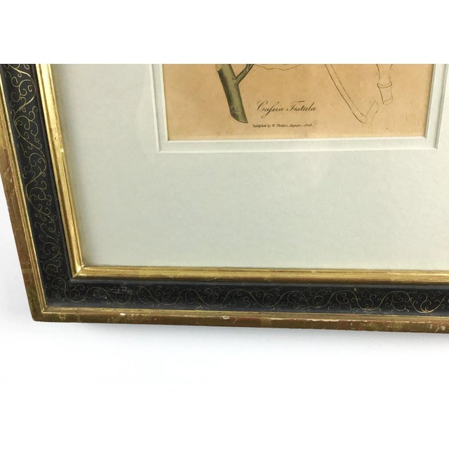 Original Plate Botonical Art William Woodville London For Sale - Image 4 of 8