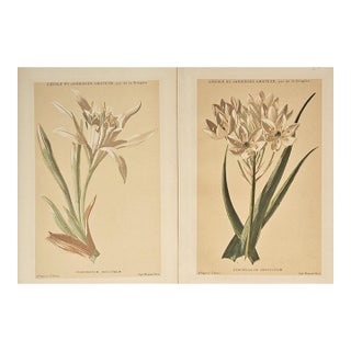 1880 Set of 2 French Anitque Botanical Chromolithographs For Sale