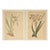 1880 Set of 2 French Anitque Botanical Chromolithographs For Sale