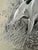 Illustration 1940s Original Signed Graphite Illustration of Pointer Hunting Dog, 11.75 × 9 In. For Sale - Image 3 of 6