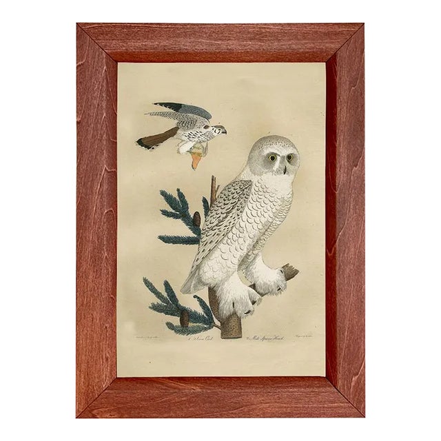 Snow Owl Framed Print For Sale