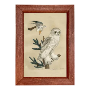 Snow Owl Framed Print