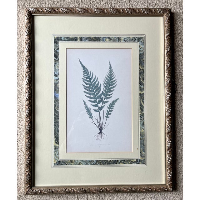 This lovely set of 3 antique/vintage botanical prints feature varieties of Green ferns and are custom framed with...