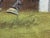 1984 Cheltenham Gold Cup Original Equestrian Oil Painting Signed by Jockeys John Francome and Phil Tuck. For Sale - Image 10 of 18