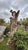 Impressive monumental sculpture of Mercury, hand-carved in Vicenza stone in Italy during the 1970s. Inspired by the...