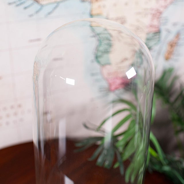 Large Antique Victorian Display Dome, English, Glass, Taxidermy Showcase, c.1880 For Sale - Image 6 of 10