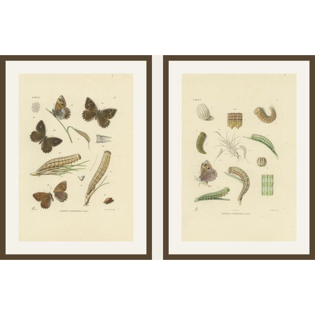 Sepp & Brants, Satyrus Statilinus Butterflies, 1905, Paper, Set of 2 For Sale - Image 9 of 13