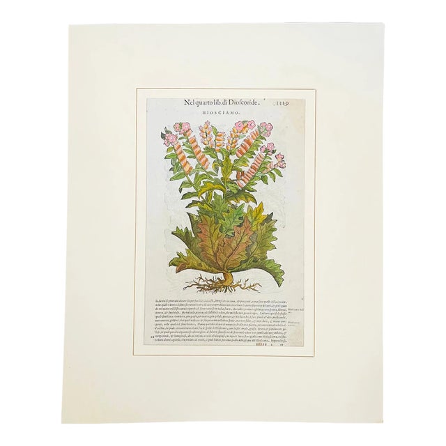 Original Mattioli Pietro Andrea Antique Italian Woodcut of Hiosciamo For Sale