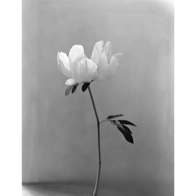 Peony’ photographed in London, United Kingdom 2022. Printed on Hahnemühle photo rag Baryta 308 Gsm fine art paper, these...