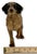 Large Vintage 1930s Hubley Manufacturing Co. Cast Iron Setter Hunting Dog Doorstop For Sale - Image 17 of 18