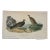Dusky Grouse by Audubon, 1840 (1st Edition, Octavo) For Sale