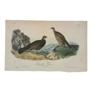 Dusky Grouse by Audubon, 1840 (1st Edition, Octavo)