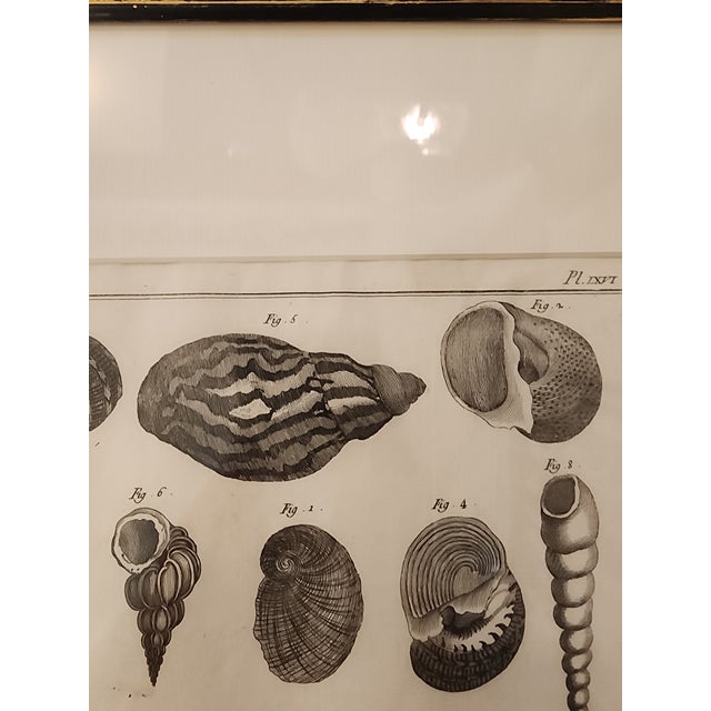 In lovely age appropriate condition, this beautiful etching will enhance any decor with it's simplistic and monochromatic...