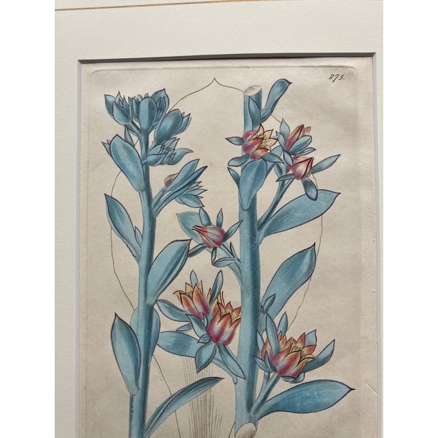 Original Robert Sweet print made in 1828 in a hand decorated mat. The flower description of the plant page is attached...