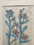Original Robert Sweet print made in 1828 in a hand decorated mat. The flower description of the plant page is attached...