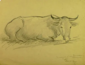 Leo Labusquiére, Steer Laying Down