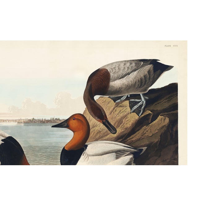 Canvas Backed Duck, Vintage Art Print Reproduction From Birds of America by John James Audubon, 48″ × 32″ For Sale In Buffalo - Image 6 of 11