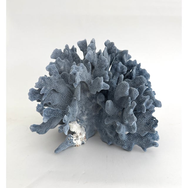 Natural Blue Coral specimen with a variety of white coral which had attached itself and a cut and polished base to protect...