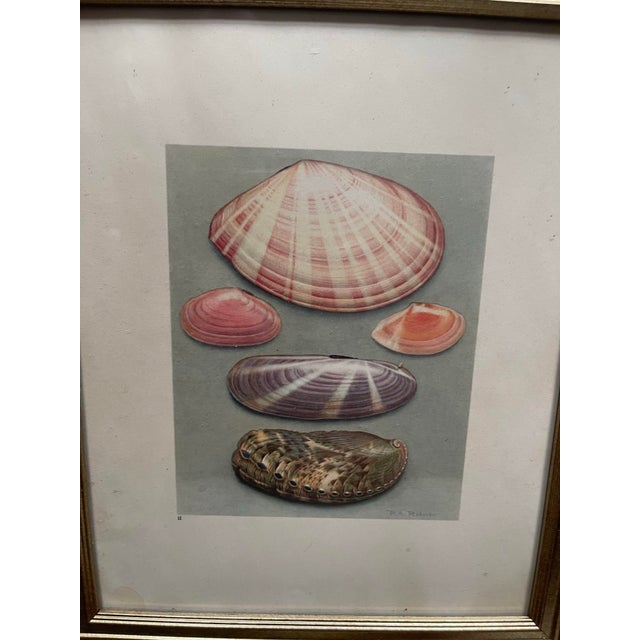 French Vintage Sea Shells Botanical Prints 1936 Lithographs- By Paul A. Robert - Set of 12 For Sale - Image 12 of 12