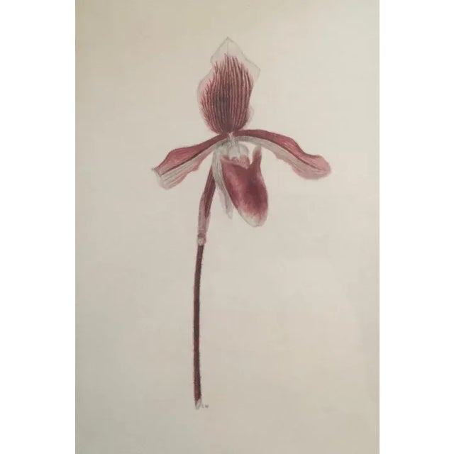 Early 20th Century Watercolor Botanical Painting of a Lady Slipper Orchid 1940's For Sale - Image 5 of 12