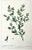 Mid 18th Century Antique Botanical Print of Cenorum by Phillip Miller London 1756 For Sale - Image 5 of 7
