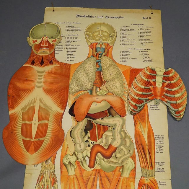 Human Musculature Foldable Anatomical Wall Chart For Sale - Image 5 of 9