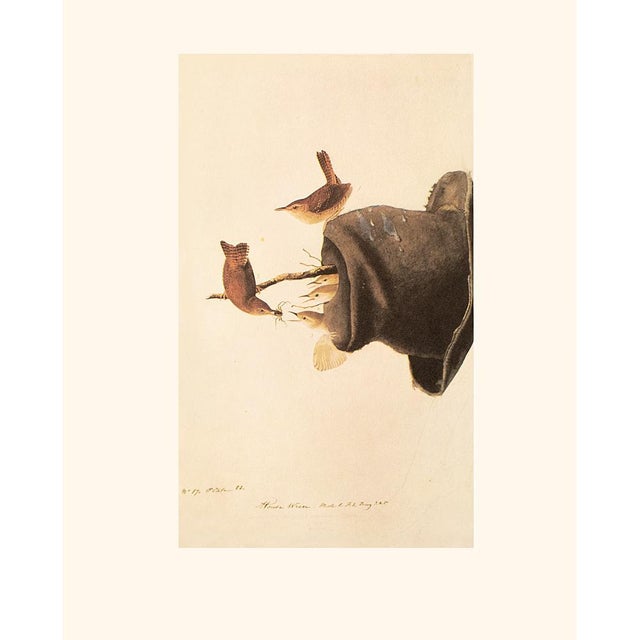 1966 Vintage Farmhouse Cottage Print "House Wren" After John James Audubon For Sale In Dallas - Image 6 of 8