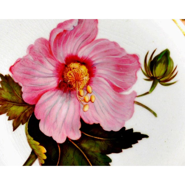Derby Porcelain Antique Derby Porcelain Botanical Plate, Marsh Hibiscus, Salmon Ground With Gilt Swans, John Brewer, Circa 1815 For Sale - Image 4 of 12