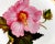 Derby Porcelain Antique Derby Porcelain Botanical Plate, Marsh Hibiscus, Salmon Ground With Gilt Swans, John Brewer, Circa 1815 For Sale - Image 4 of 12