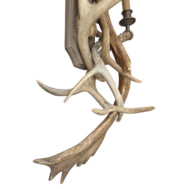 Pair of Fallow Deer Antler Sconces For Sale - Image 13 of 13