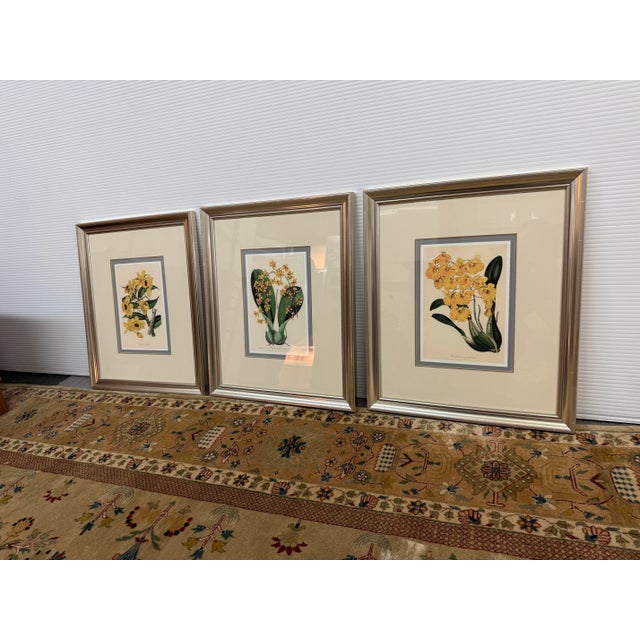 Yellow Botanical Art Prints, Set of Three For Sale - Image 11 of 12