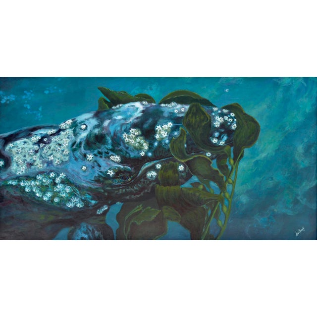 Beautiful close up portrait of a gray whale named "Pearl" feeding on kelp in the dark blue ocean by Aptos, California...