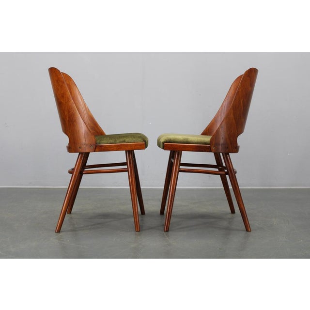 Mid-Century Model Ton 514 Dining Chairs attributed to Osvald Haerdtl for Ton, 1960s, Set of 4 For Sale - Image 9 of 16