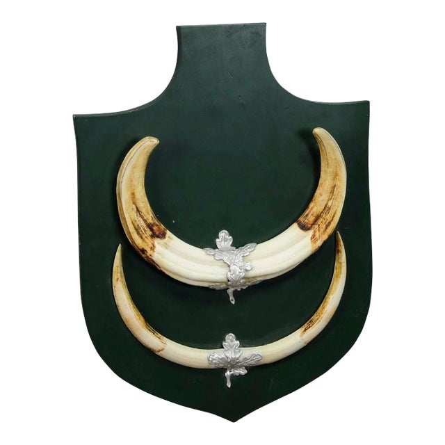 Great Wild Boar Trophy Mount on Wooden Plaque Ca. 1950s For Sale