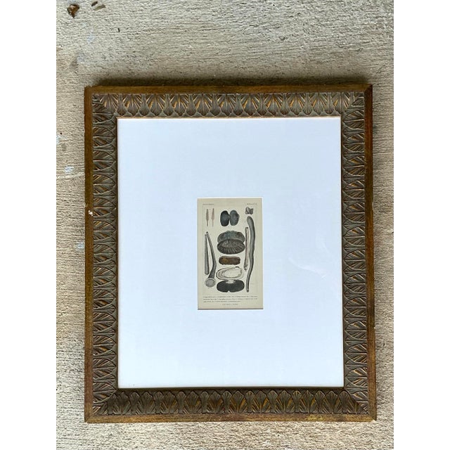 Vintage Undersea Specimen Print in Carved Wood Frame For Sale - Image 12 of 12